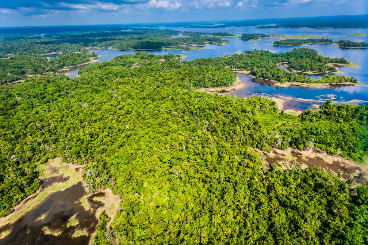 Rainforest conservation