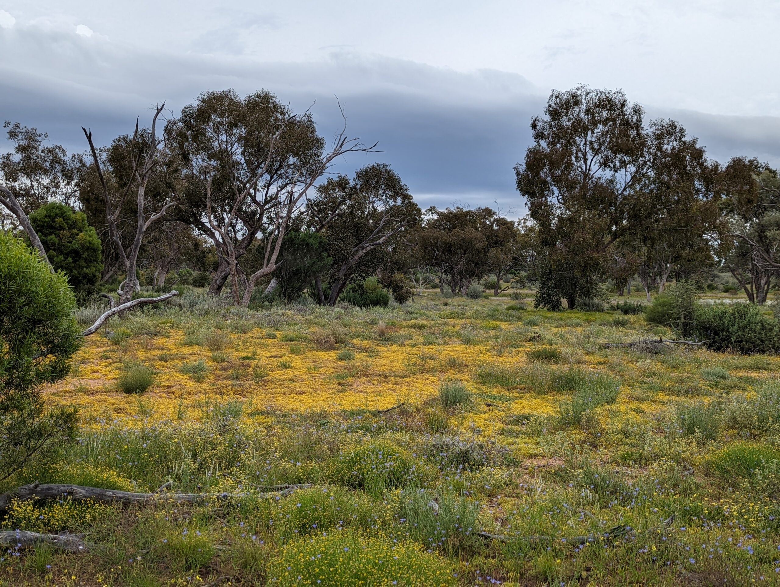 Native forest regeneration